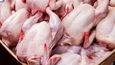 قیمت گوشت مرغ