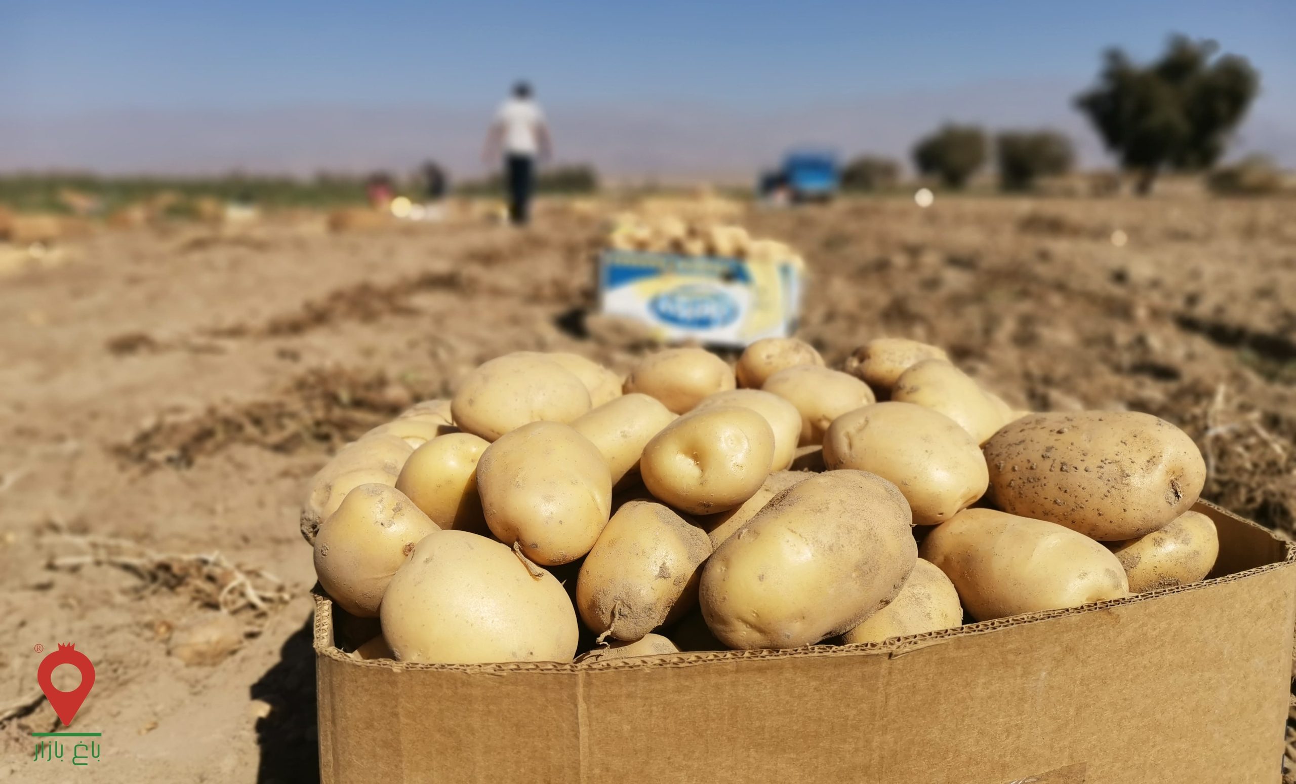 صادرات سیب زمینی